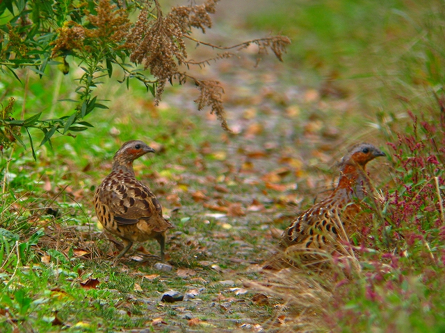c0213690_1585739.jpg