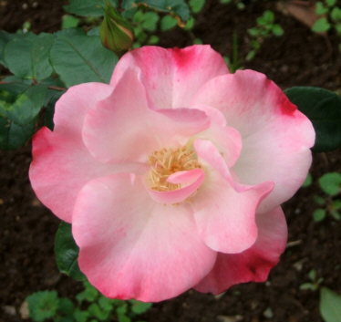 d0099791_1844160.jpg