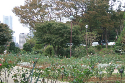 横浜・港の見える丘公園のバラ園へ_d0099791_1851778.jpg