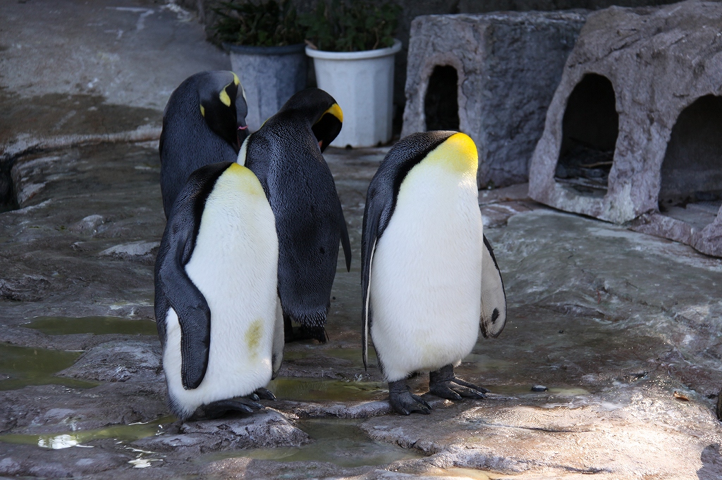 団臨パンダ号で、上野動物園に遠足です～_c0035094_80052.jpg