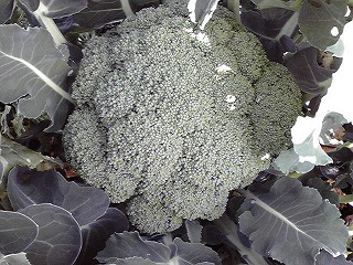 f0100194_1843182.jpg