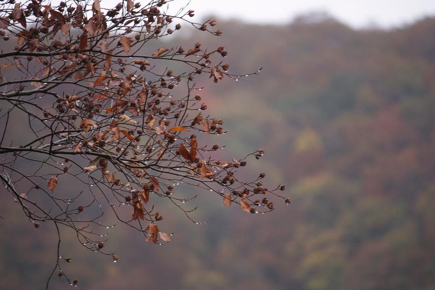 雨の日の紅葉狩り・・≪大山バスツアー≫_a0140000_12121957.jpg