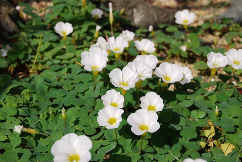 白のオキザリス_c0124100_1343117.jpg