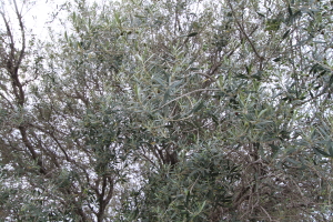 e0154202_1733521.jpg