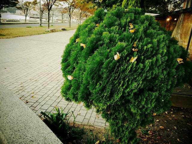 秋葉Ⅱ_c0198903_204566.jpg