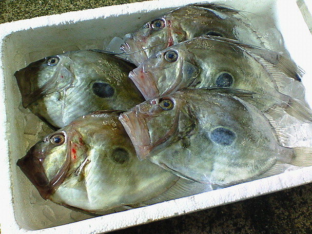 的鯛 マトウダイ 玉島魚市場 お魚情報 的鯛 マトウダイ 玉島魚市場 お魚情報