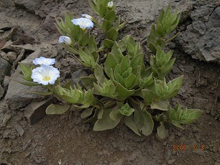 春!?_b0152504_12261188.jpg