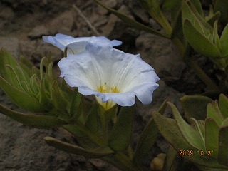 春!?_b0152504_12265197.jpg