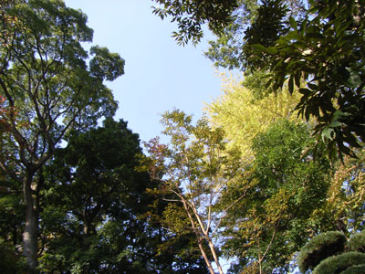 山種美術館 根津美術館 岡本太郎記念館_b0129807_17334061.jpg