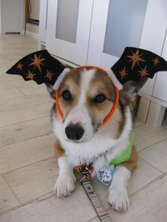 ハロウィンの日に…_f0155118_7305993.jpg