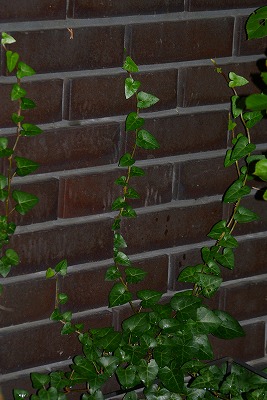 f0170524_1522454.jpg