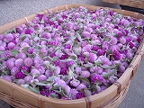 f0167635_8474441.jpg