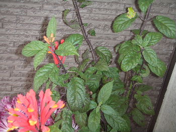 a0054240_17302728.jpg