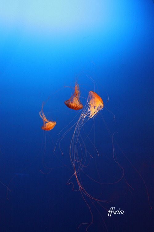 新江の島水族館_e0158746_947777.jpg