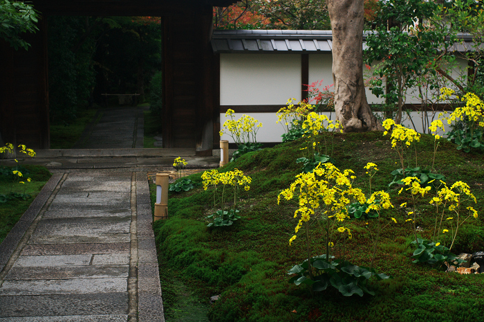 石蕗咲く庭（圓徳院）_f0155048_0311022.jpg