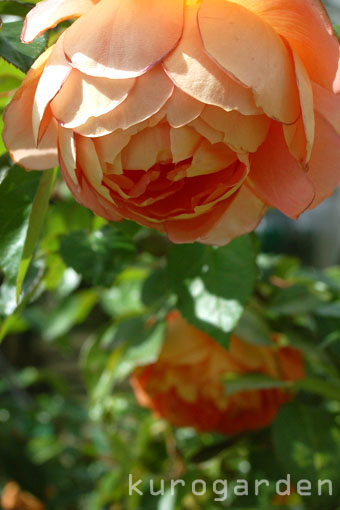 e0119151_1146521.jpg