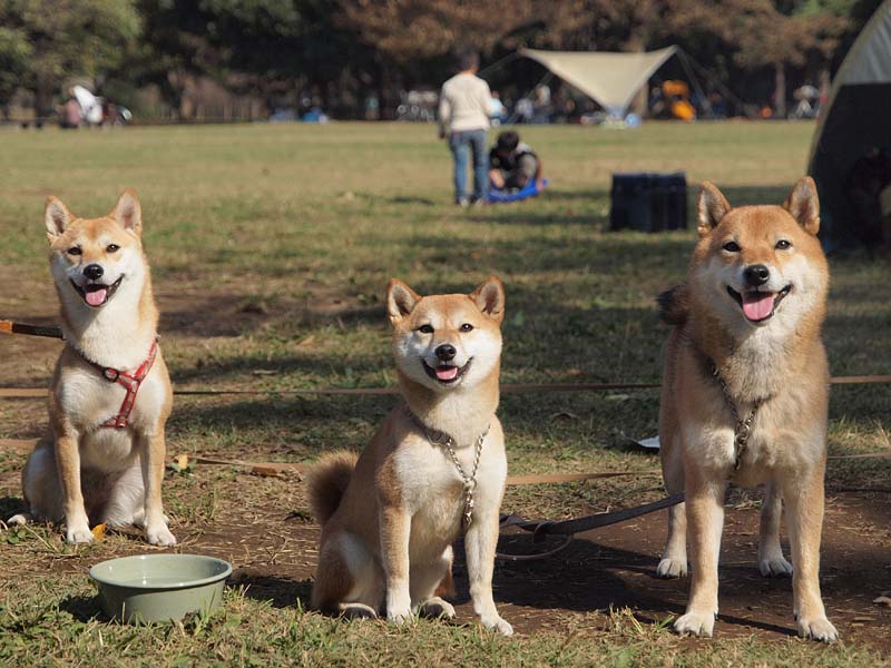 秋の日に秋色の犬たちと・・・_d0144253_7263141.jpg