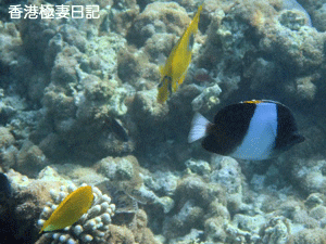 f0190653_9104316.gif
