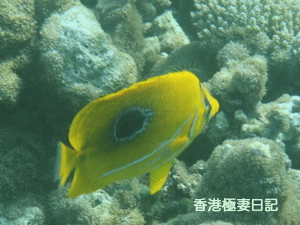 f0190653_9105345.gif