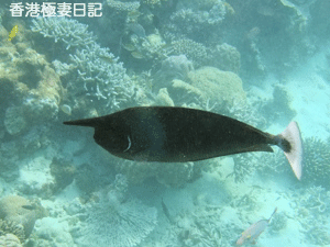 f0190653_99208.gif