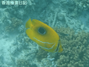 f0190653_99874.gif