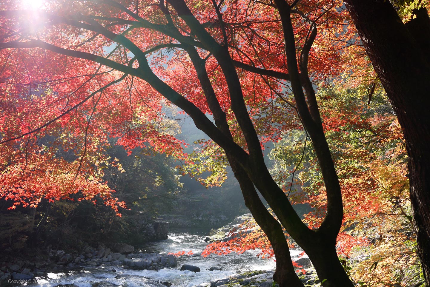 奥津渓谷の紅葉_f0091955_5153212.jpg