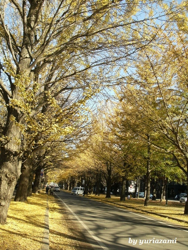 北海道大学構内を散歩しました_d0145759_15255597.jpg