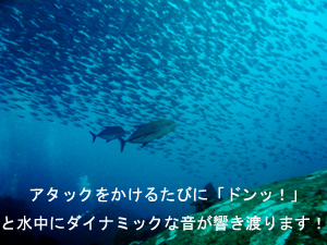 4泊5日シミラン・スリンクルーズ!三冠王に輝くのは・・・!?_f0144385_214886.jpg