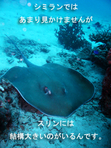4泊5日シミラン・スリンクルーズ!三冠王に輝くのは・・・!?_f0144385_222726.jpg