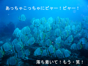 4泊5日シミラン・スリンクルーズ!三冠王に輝くのは・・・!?_f0144385_23867.jpg