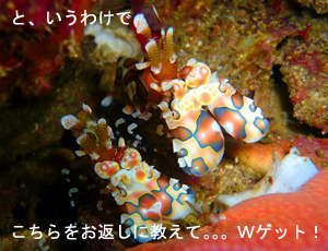4泊5日シミラン・スリンクルーズ!三冠王に輝くのは・・・!?_f0144385_243996.jpg
