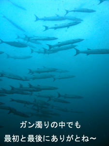 4泊5日シミラン・スリンクルーズ!三冠王に輝くのは・・・!?_f0144385_25828.jpg