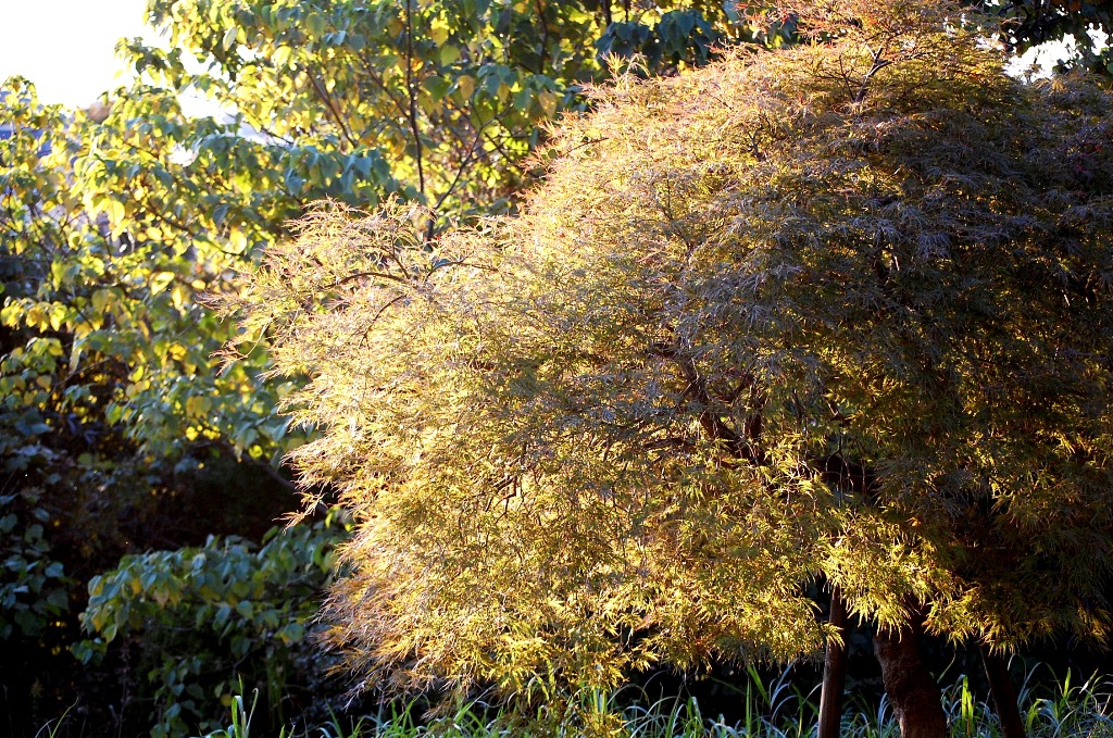 b0054391_4474277.jpg