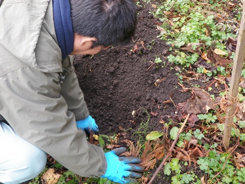 山学校の生き物たち 「ヤマイモ」収穫！_a0138198_10521057.jpg