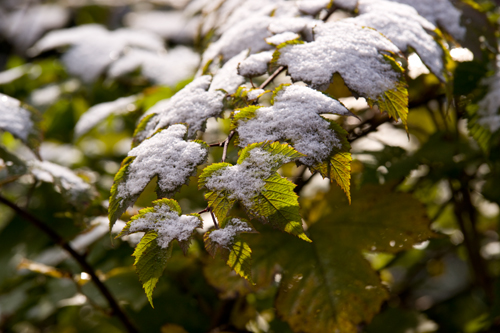 11月の初雪_a0096313_18203810.jpg
