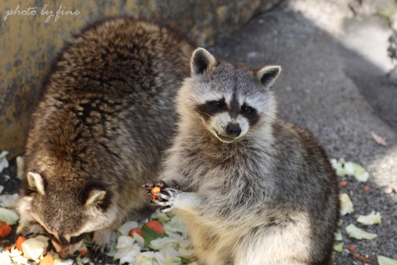 動物園PHOTO_f0197319_13441784.jpg