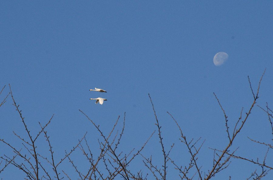 コハクチョウの今シーズン初飛行だ！航空ショー見学♪_a0031821_2074113.jpg