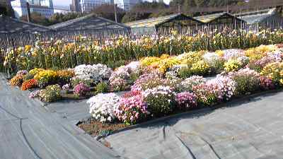 c0039428_23303029.jpg