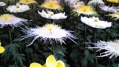 c0039428_23303091.jpg