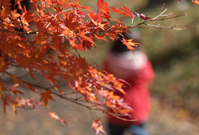 紅葉祭り_c0167028_21302861.jpg