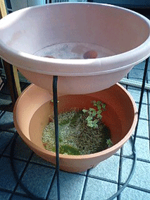 d0048332_10412451.gif