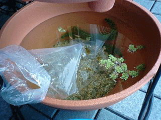 d0048332_10573850.gif