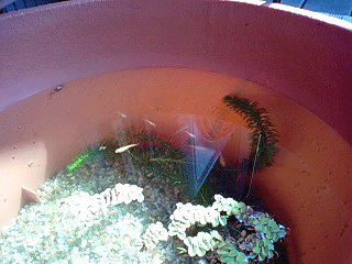 d0048332_1110373.gif