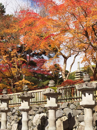 紅葉巡り2009～高野山・弐～_e0080133_2553670.jpg