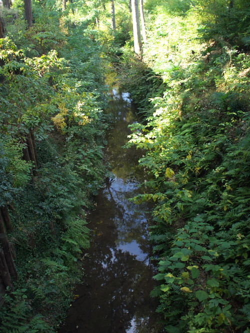 いつもの散歩道（1）_d0125535_15182633.jpg