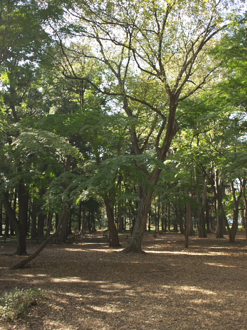 いつもの散歩道（1）_d0125535_15345678.jpg