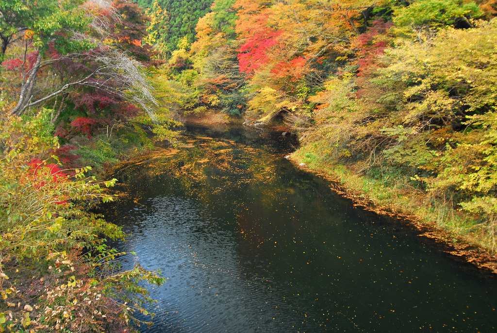 花園渓谷の紅葉ｐａｒｔ１ 野山を歩けば君がいる