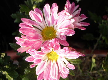a0054240_20474982.jpg