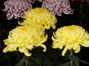 a0054240_21291015.jpg