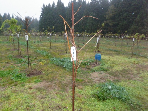 新潟県十日町市のサルナシ園、結いの里_e0094349_11301987.jpg